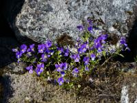 Veilchen blühen zwischen Felsen - Lofoten